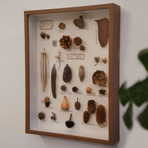 A rectangular wooden shadow box wall art hanging on a white wall, displaying an arranged collection of various dried natural botanical specimens, pinecones, seed pods, and handwritten scientific tags on a white backing.