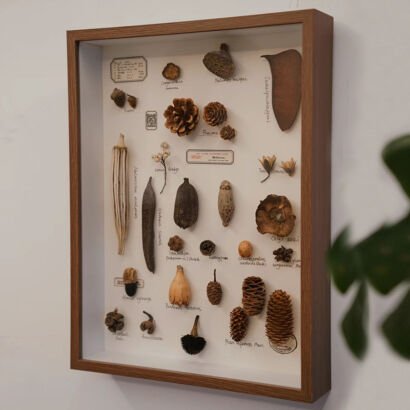 A rectangular wooden shadow box wall art hanging on a white wall, displaying an arranged collection of various dried natural botanical specimens, pinecones, seed pods, and handwritten scientific tags on a white backing.
