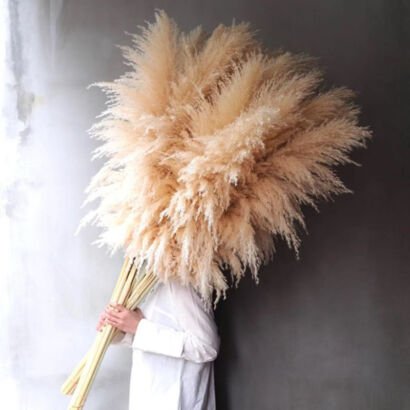 A person in a white top holding a huge, voluminous bundle of natural beige and cream extra-large fluffy pampas grass stems against a minimalist dark grey wall.