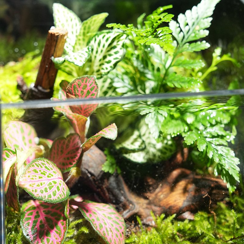 Square Acrylic Flip-Lid Moss Micro Terrarium Box - Image 2