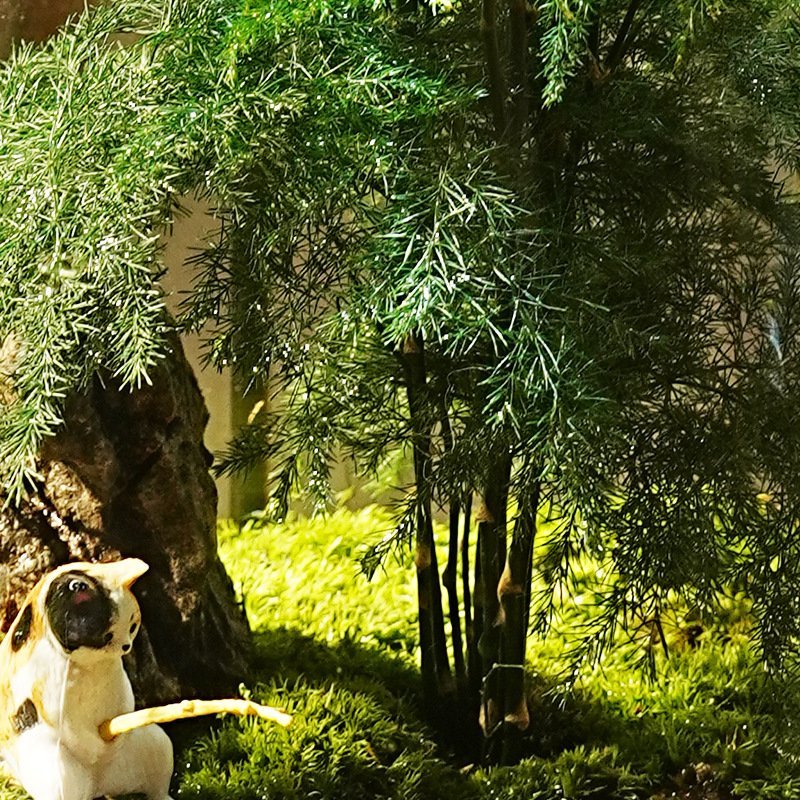 Fishing Cat & Asparagus Fern Moss Landscape Aquarium Ecosystem Jar - Image 2