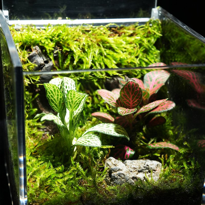 Square Acrylic Flip-Lid Moss Micro Terrarium Box - Image 3