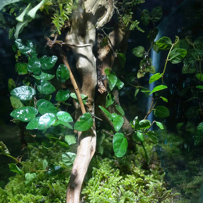 Square Clear Glass Driftwood Moss Terrarium - Image 2