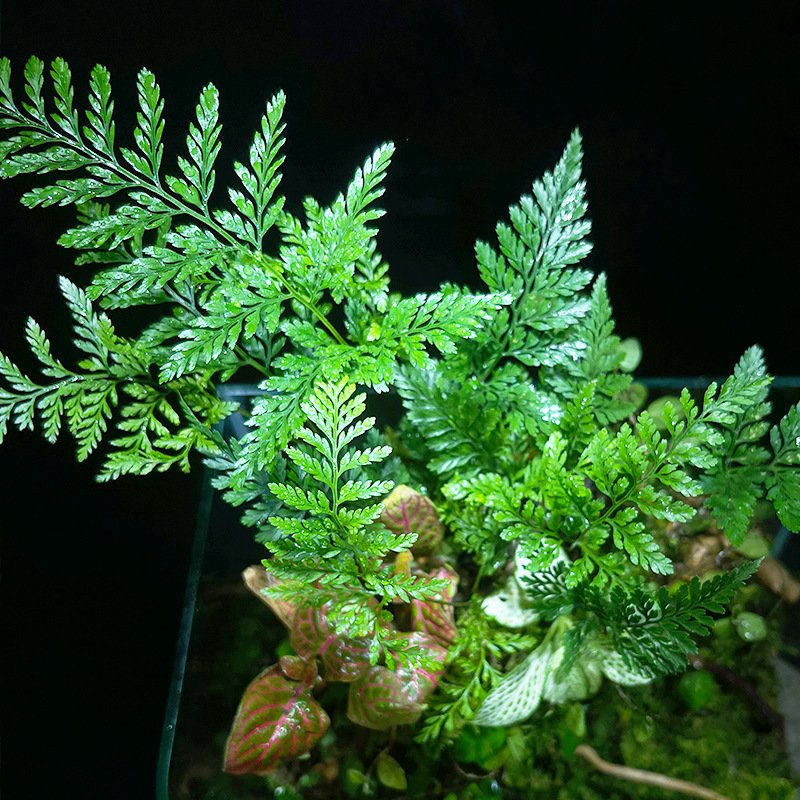 Square Clear Glass Driftwood Moss Terrarium - Image 3