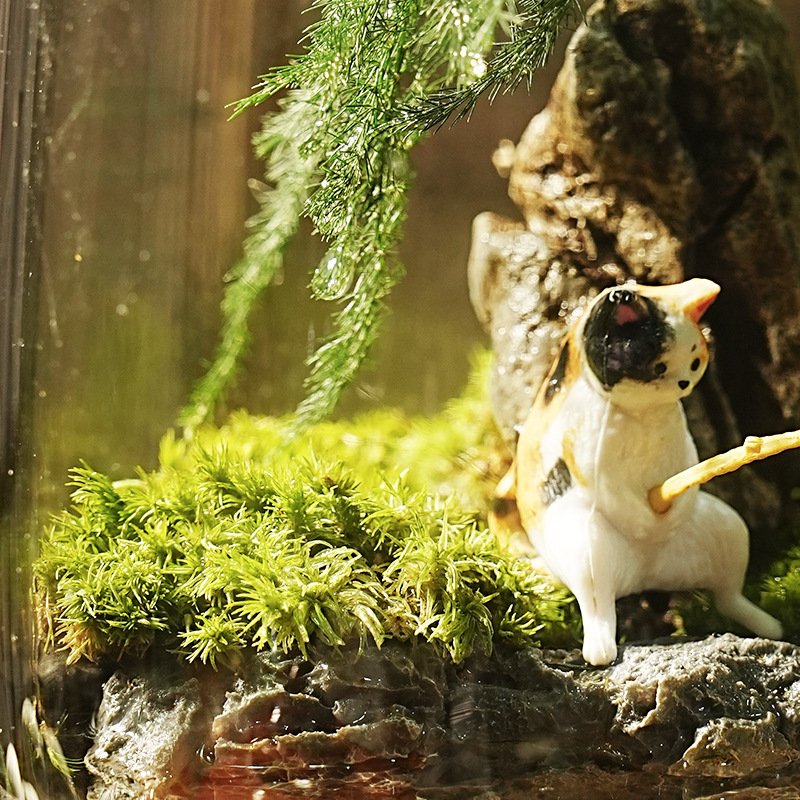 Fishing Cat & Asparagus Fern Moss Landscape Aquarium Ecosystem Jar - Image 4