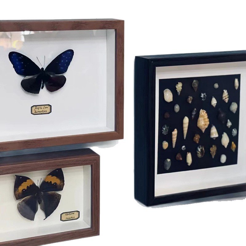 Handmade hollow three-dimensional specimen frame with shells, stones, plants, dried flowers, for collection, preservation, and display. - Image 5